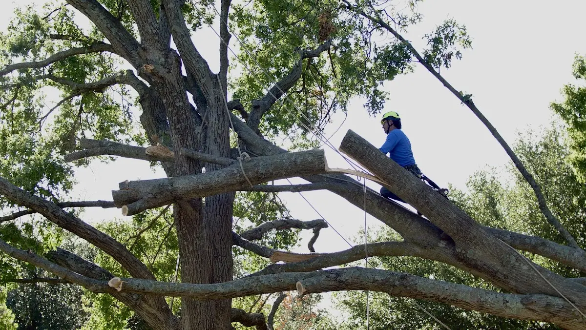Professional Hazardous Tree Removal performed by certified arborists in New Braintree