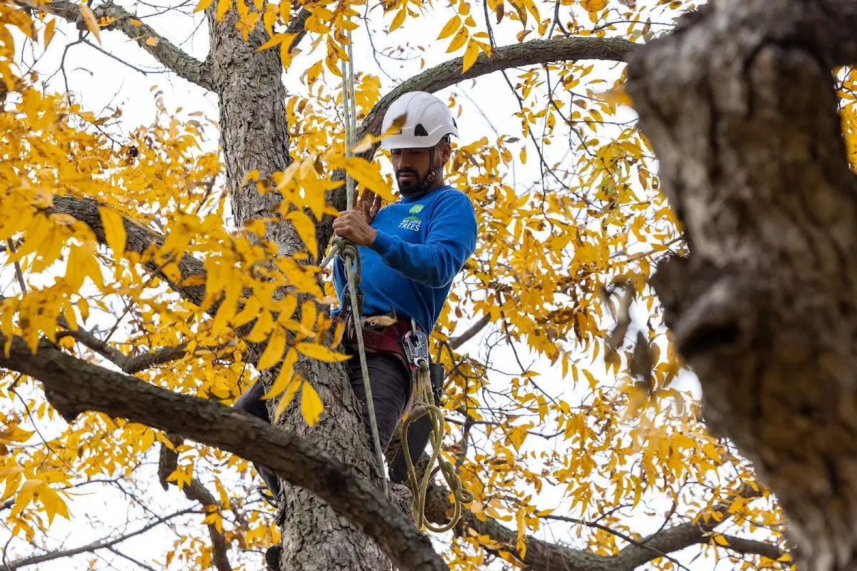 Skilled Tree Planing crew working in New Braintree